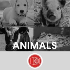 دانلود بانک صدای افکت صوتی صدای حیوانات Big Room Sound Animals WAV