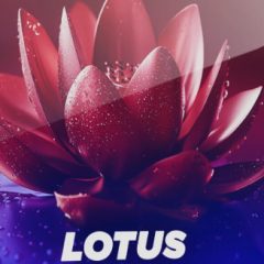دانلود لوپ و سمپل Cymatics LOTUS FredAgain Inspired Sample Collection WAV MIDI