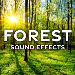 دانلود بانک صدای افکت صوتی جنگل Sound Ideas Forest Sound Effects FLAC