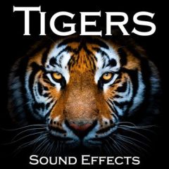 دانلود بانک صدای افکت صوتی ببر Sound Ideas Tigers Sound Effects FLAC