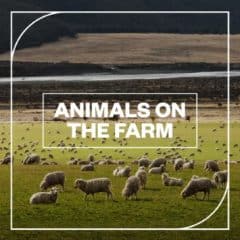 دانلود بانک صدای افکت صوتی حیوانات مزرعه Blastwave FX Animals on the Farm WAV