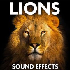 دانلود بانک صدای افکت صوتی شیر Sound Ideas Lions Sound Effects FLAC