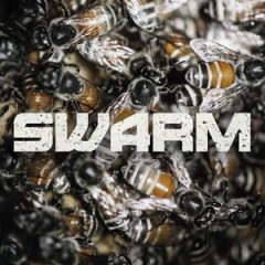 دانلود رایگان وی اس تی spitfire audio mandolin swarm kontakt