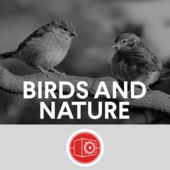 دانلود پک افکت صوتی صدای پرندگان و طبیعت Big Room Sound Birds and Nature WAV