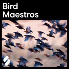 دانلود پکیج لوپ Splice Explores Bird Maestros WAV